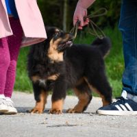 Superbe chiot dogue du tibet lof #4