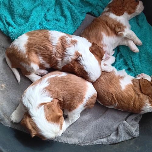 Chiots cavaliers king charles #2