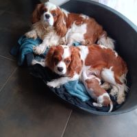 Chiots cavaliers king charles #1