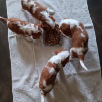 Chiots cavaliers king charles