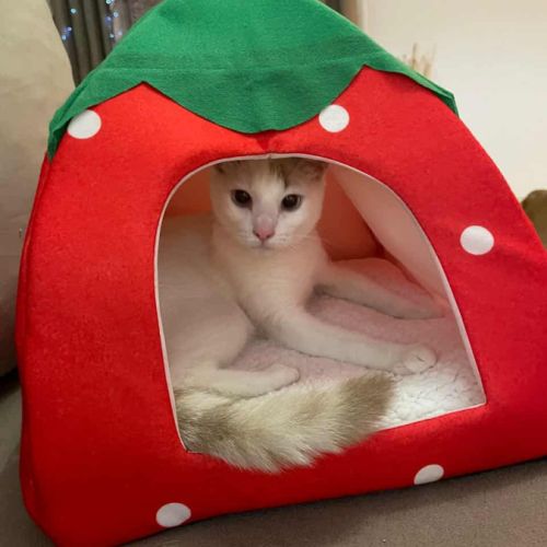 Lily rose, j'attends mon foyer #1