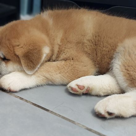 Superbes chiots akita inu lof disponibles #1