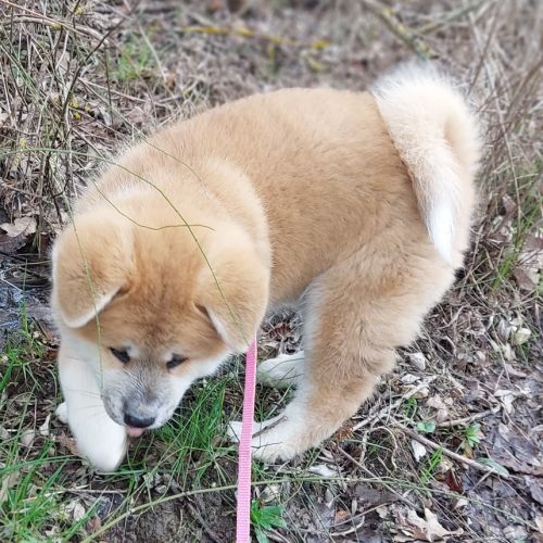 Superbes chiots akita inu lof disponibles #3