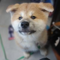 Superbes chiots akita inu lof disponibles