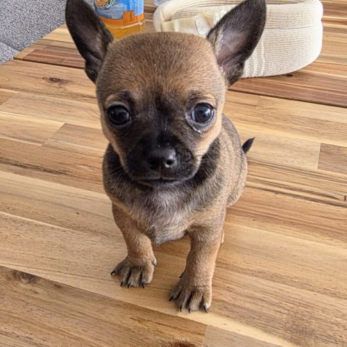 Adorable chiot mâle chihuahua à vendre #2