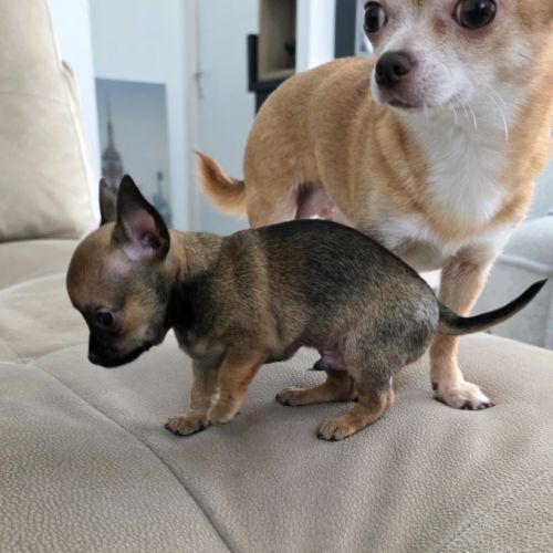 Adorable chiot mâle chihuahua à vendre #4