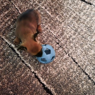 Adorable chiot mâle chihuahua à vendre #5