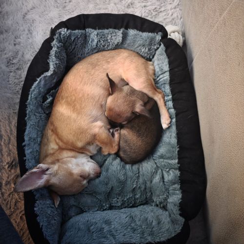 Adorable chiot mâle chihuahua à vendre #6