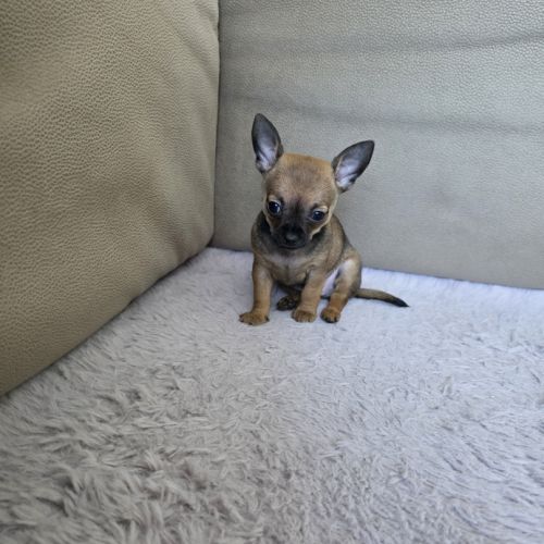 Adorable chiot mâle chihuahua à vendre #7