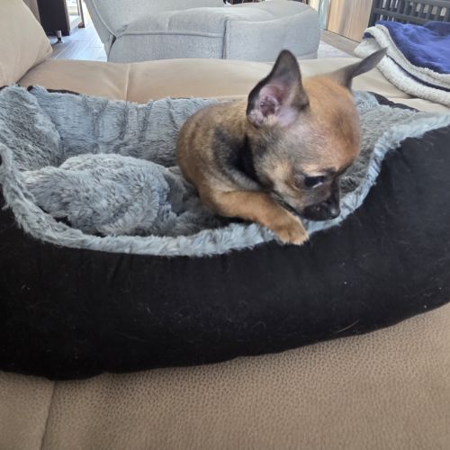 Adorable chiot mâle chihuahua à vendre #8