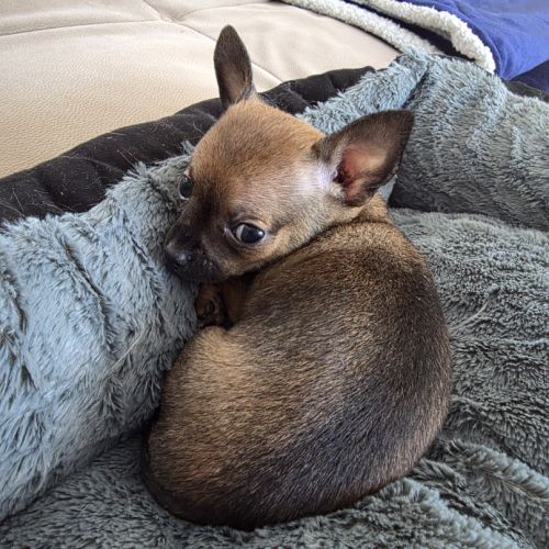 Adorable chiot mâle chihuahua à vendre #9