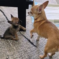 Adorable chiot mâle chihuahua à vendre