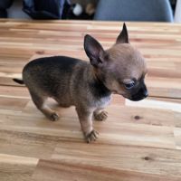 Adorable chiot mâle chihuahua à vendre #3