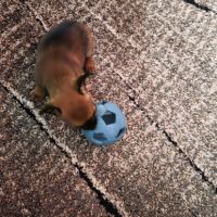 Adorable chiot mâle chihuahua à vendre #5