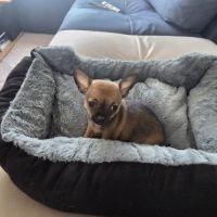 Adorable chiot mâle chihuahua à vendre #10
