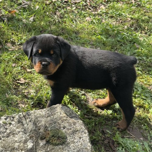 Vend magnifique chiot rottweiler lof queue coupée #2