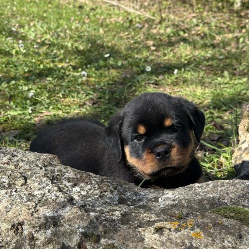 Vend magnifique chiot rottweiler lof queue coupée #3