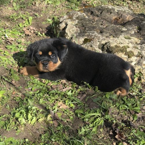 Vend magnifique chiot rottweiler lof queue coupée #4