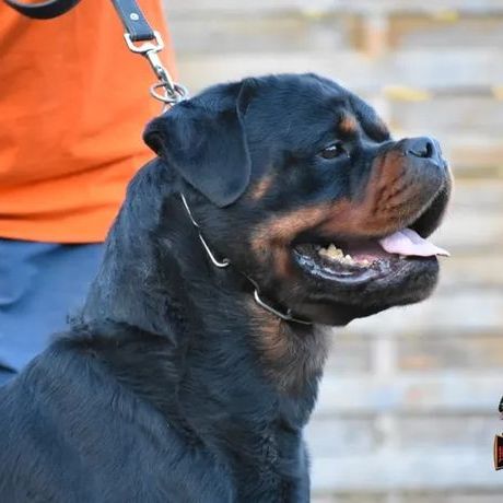 Vend magnifique chiot rottweiler lof queue coupée #6