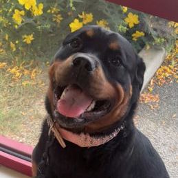 Vend magnifique chiot rottweiler lof queue coupée #7