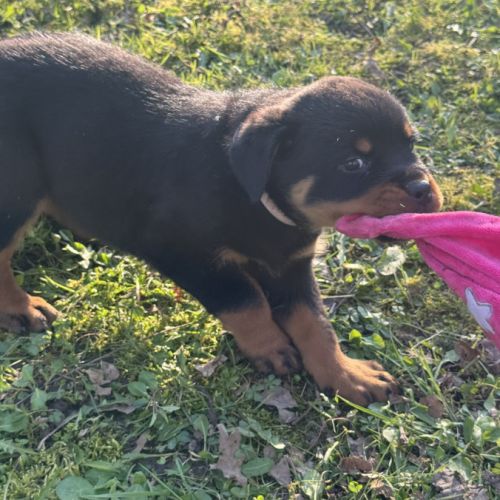 Vend magnifique chiot rottweiler lof queue coupée #0