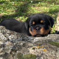 Vend magnifique chiot rottweiler lof queue coupée #1