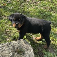 Vend magnifique chiot rottweiler lof queue coupée #2
