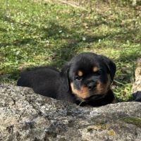 Vend magnifique chiot rottweiler lof queue coupée #3