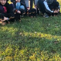 Vend magnifique chiot rottweiler lof queue coupée #5