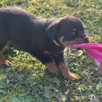Vend magnifique chiot rottweiler lof queue coupée
