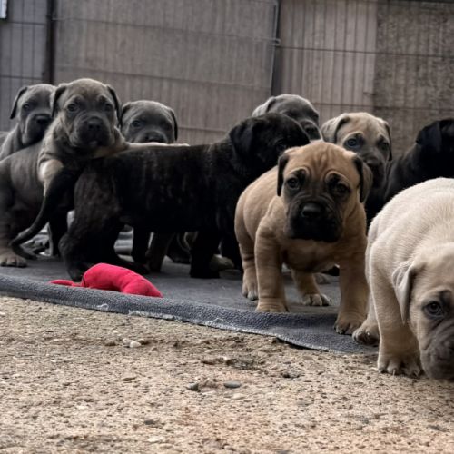 Chiots cane corso lof #1