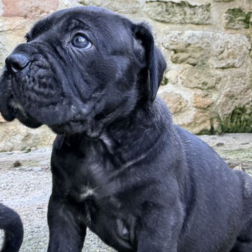 Chiots cane corso lof #2