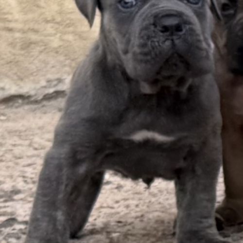 Chiots cane corso lof #4