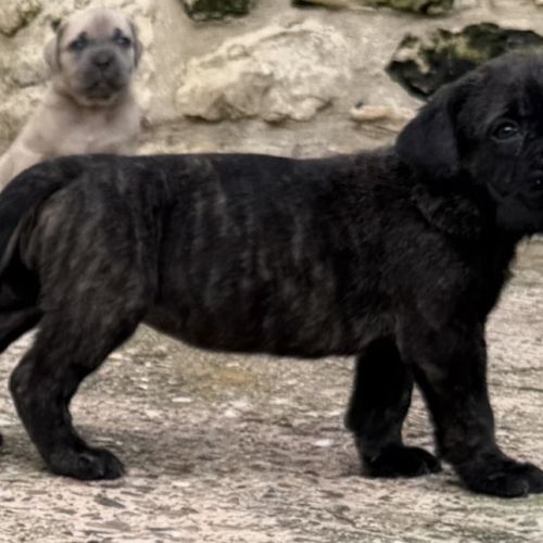 Chiots cane corso lof #5