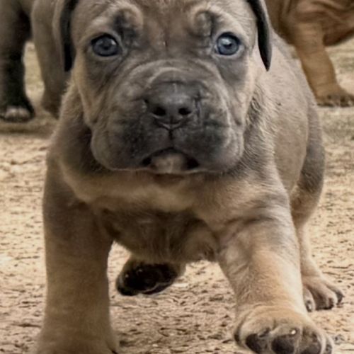 Chiots cane corso lof #6