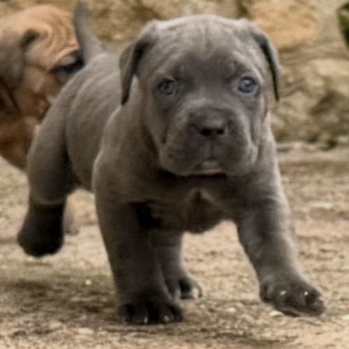 Chiots cane corso lof #7