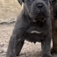 Chiots cane corso lof #4