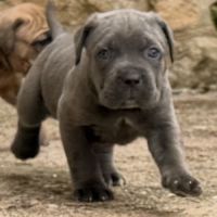 Chiots cane corso lof #7