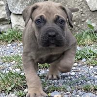 Chiots cane corso lof