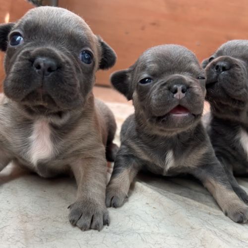 Bouledogue français exotique #1