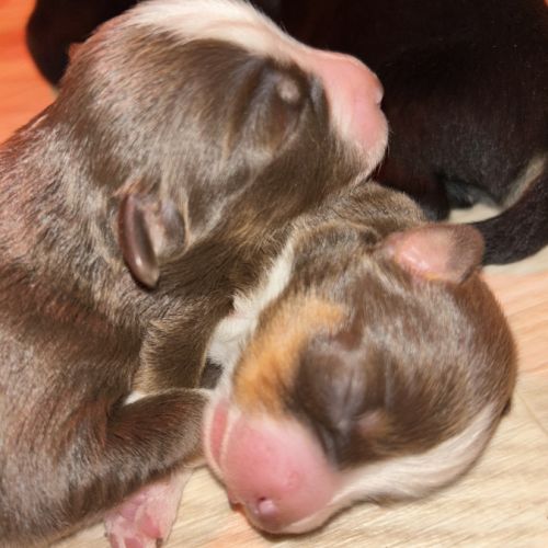 Bouledogue français exotique #3