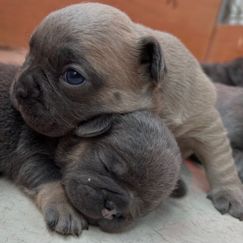 Bouledogue français exotique #7