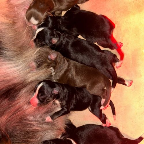 Bouledogue français exotique #8