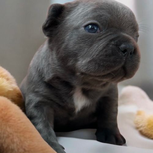 Bouledogue français exotique #0