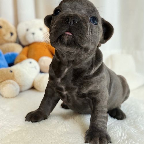 Bouledogue français exotique #2