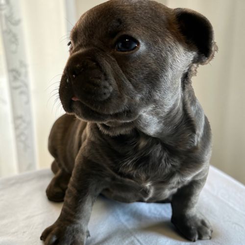 Bouledogue français exotique #3