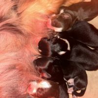 Bouledogue français exotique #2