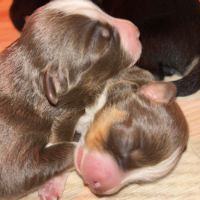 Bouledogue français exotique #3