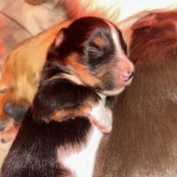 Bouledogue français exotique #4