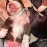 Bouledogue français exotique #5